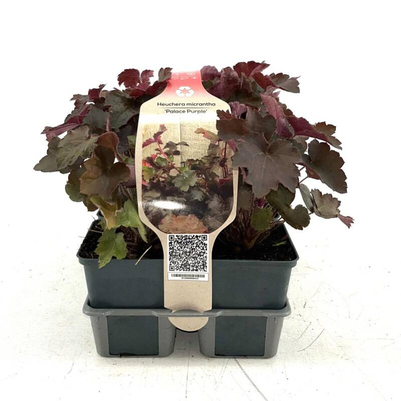 heucheramicpalacepurple.jpg