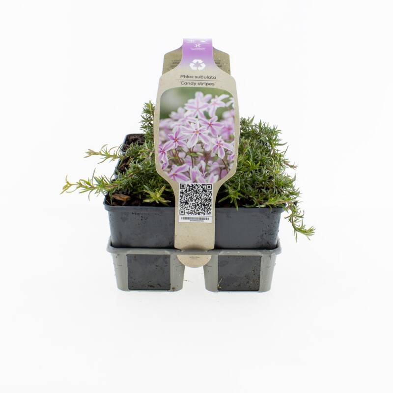 phloxscandystripes.jpg