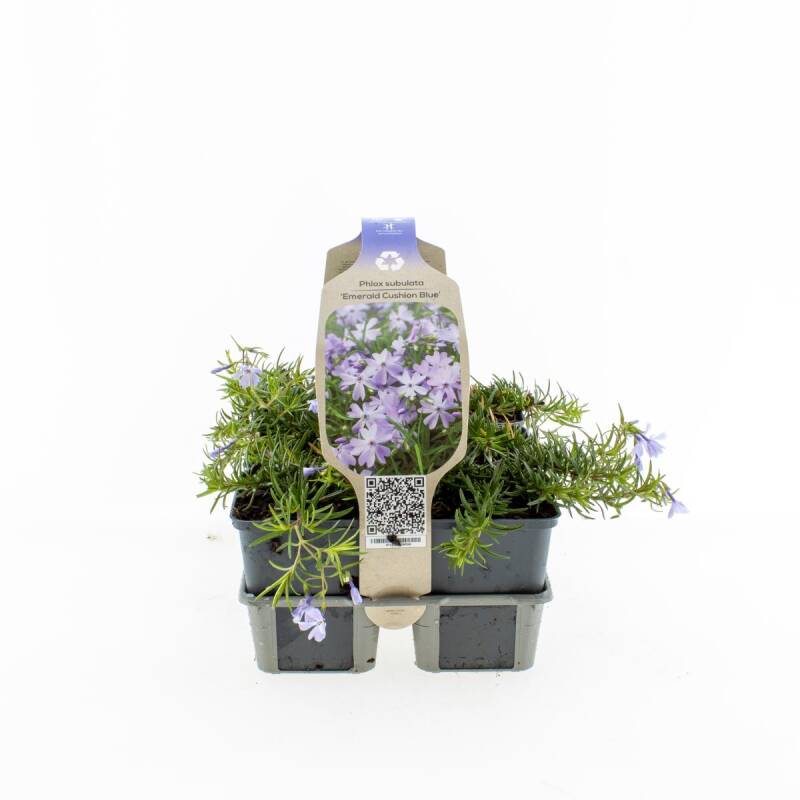 phloxsemeraldcushionblue.jpg