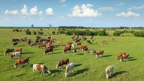 Live Cattles