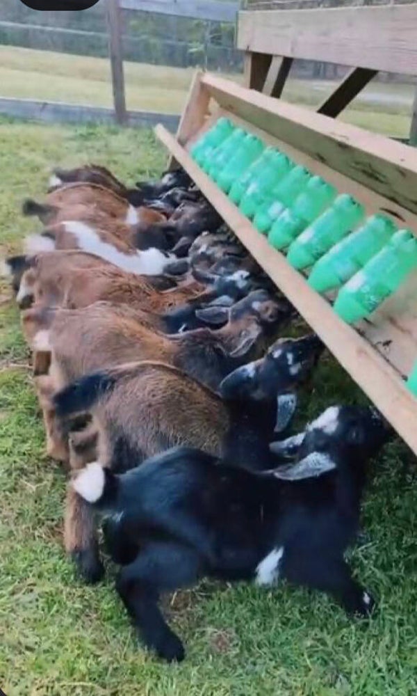 Goat barns and facilities