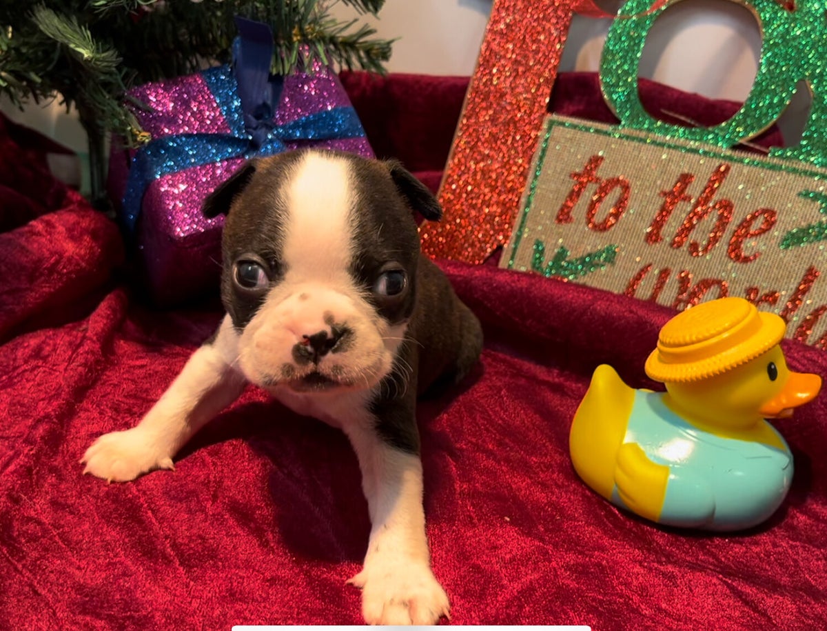 Available Puppies Nanny s Bostons available-puppies-nanny-s-bostons