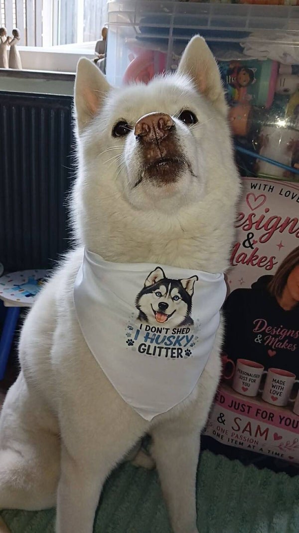 personalised dog item