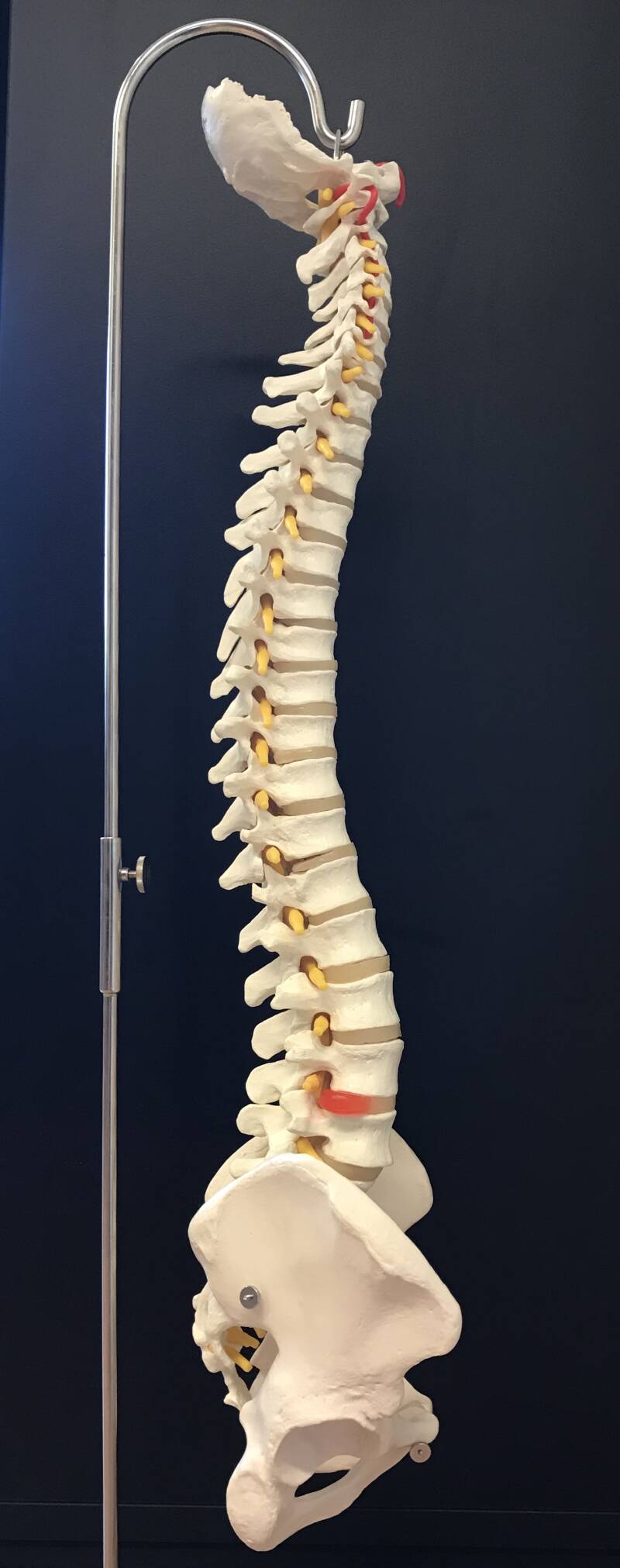 Oefentherapie Cesar Mensendieck leert je de natuurlijke krommingen van de wervelkolom