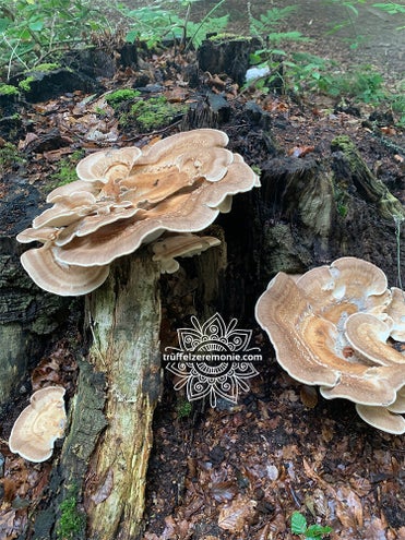 Pilze verdauen langsam einen toten Baumstumpf - Truffelzeremonie.com