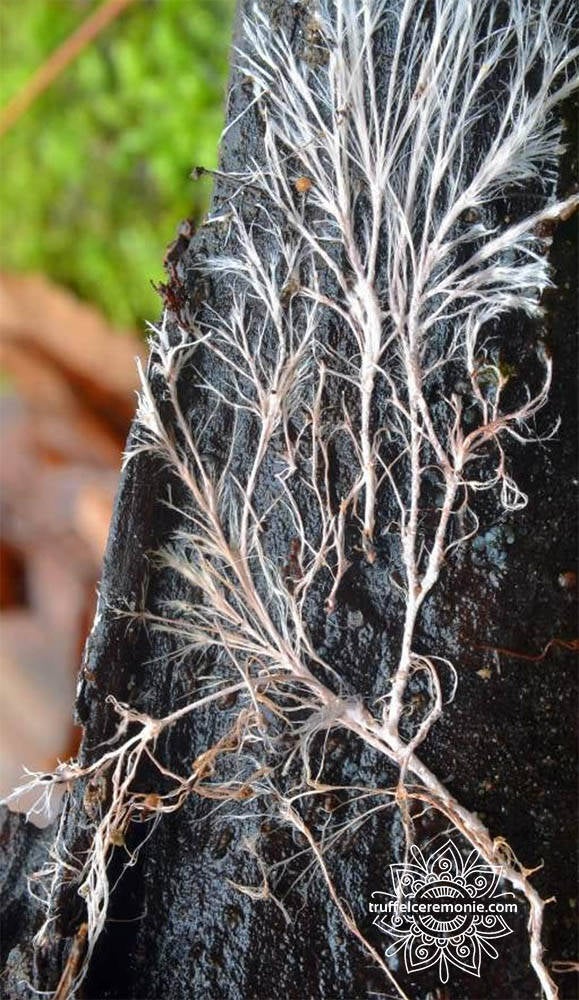 Mycelium zijn ondergrondse draden van schimmels - Truffelceremonie.com