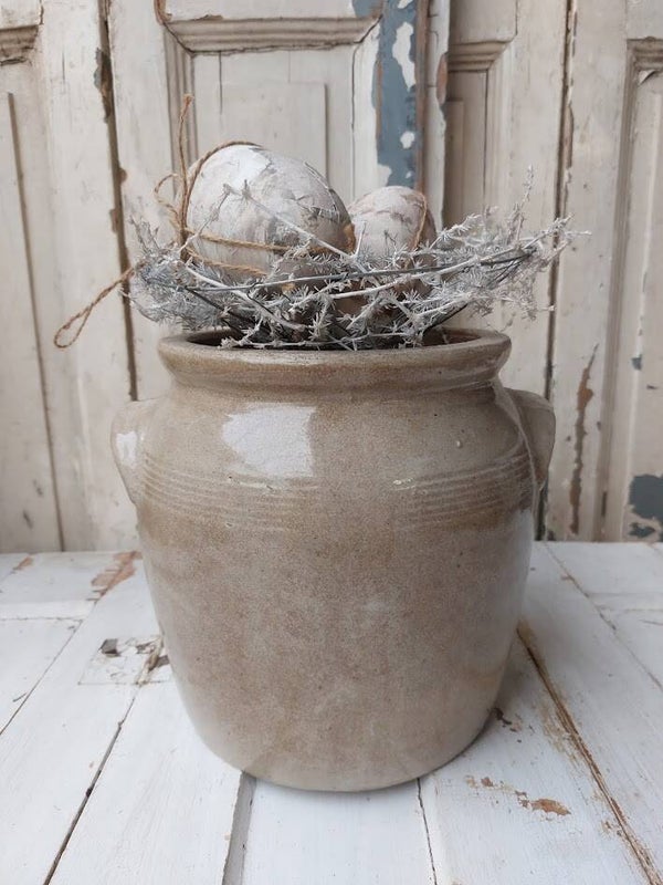 ♠ Asparagus nestje