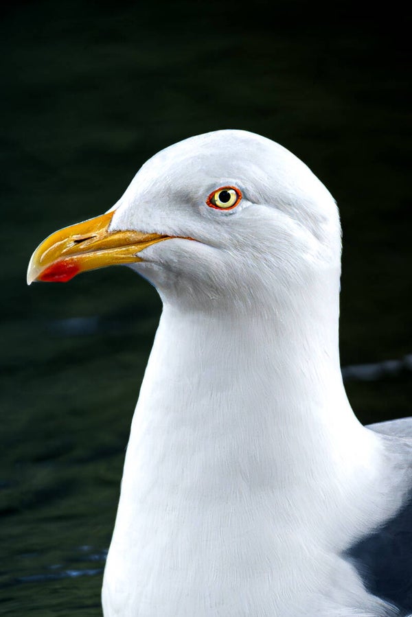 Klarer Blick