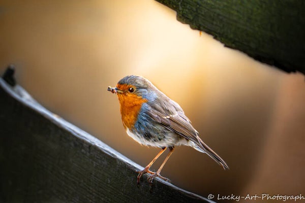 Rotkehlchen im goldenen Licht