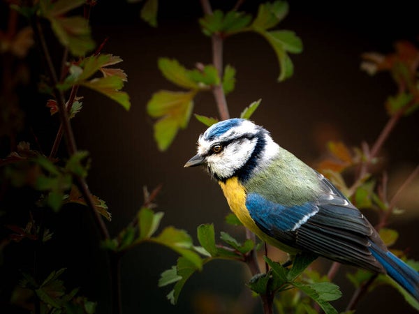 Blaumeise im Verborgenen