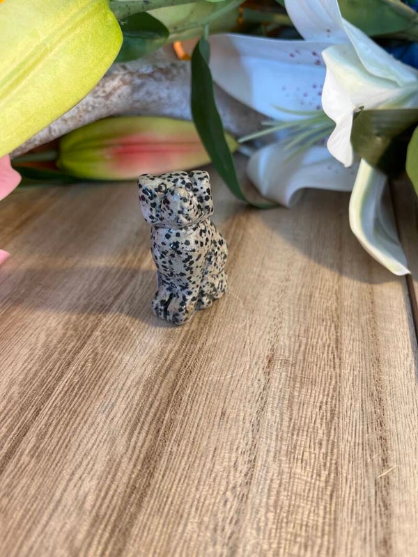 Hond Jaspis dalmatier