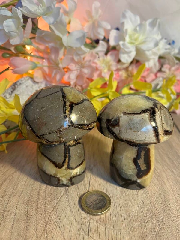 Paddenstoelen uit Septari