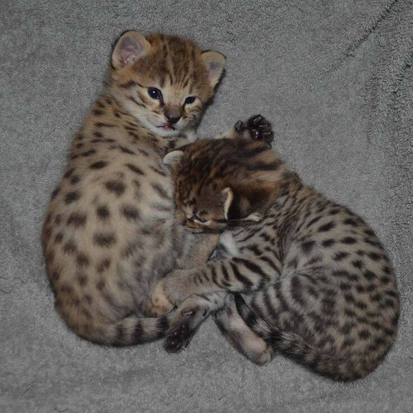 Tora (Left) Tommy (Right)