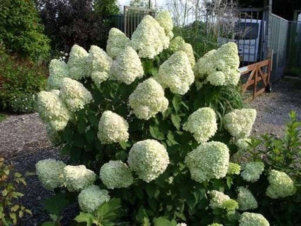Hydrangea Paniculata 'Limelight' (punt Hortentia)
