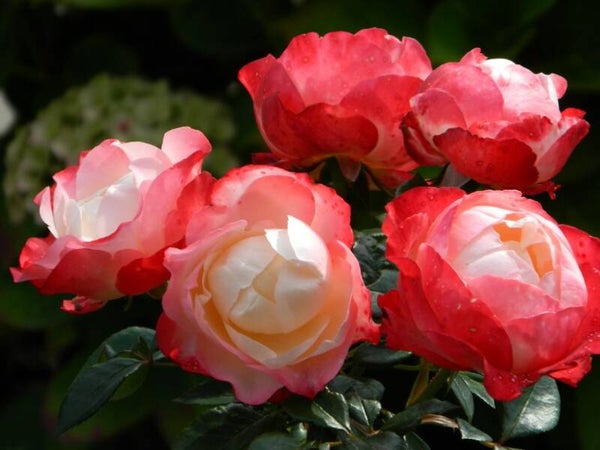 Rosa 'nostalgie' struikroos