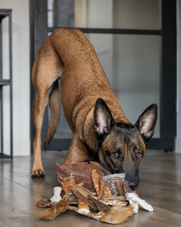 Snackbox voor honden - boris - hypoallergeen