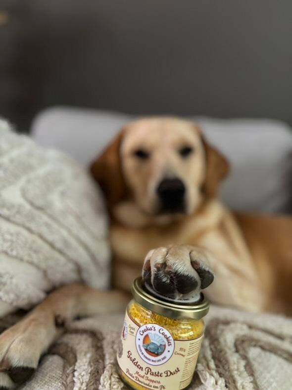 Golden paste kurkuma hond