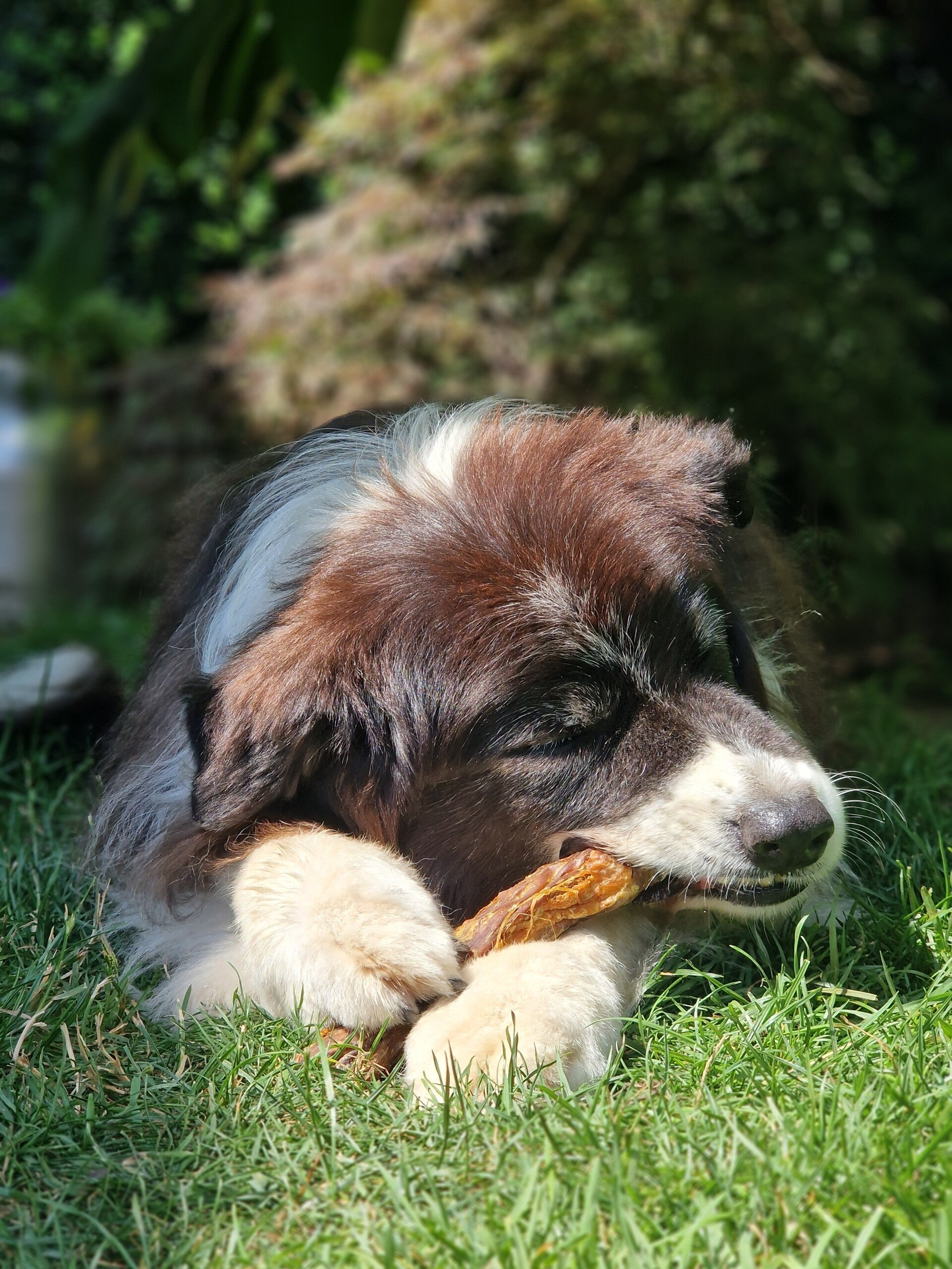 hond knauwt op eendennek