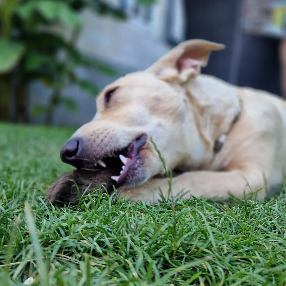 hond kauwt op hypoallergene snack hertenoor met vacht. Healthyfordogs
