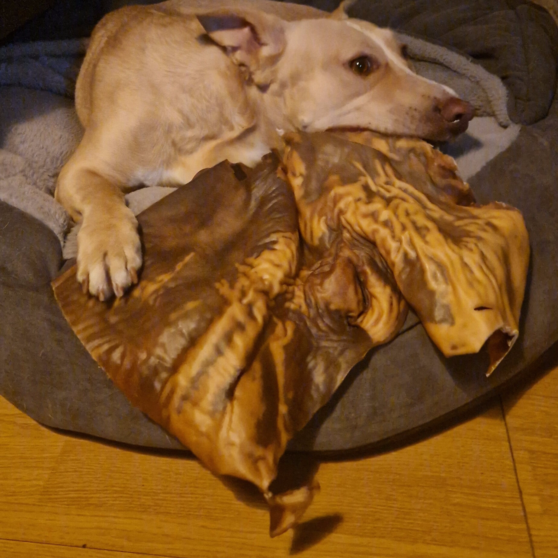 hypoallergeen kameel snack hond