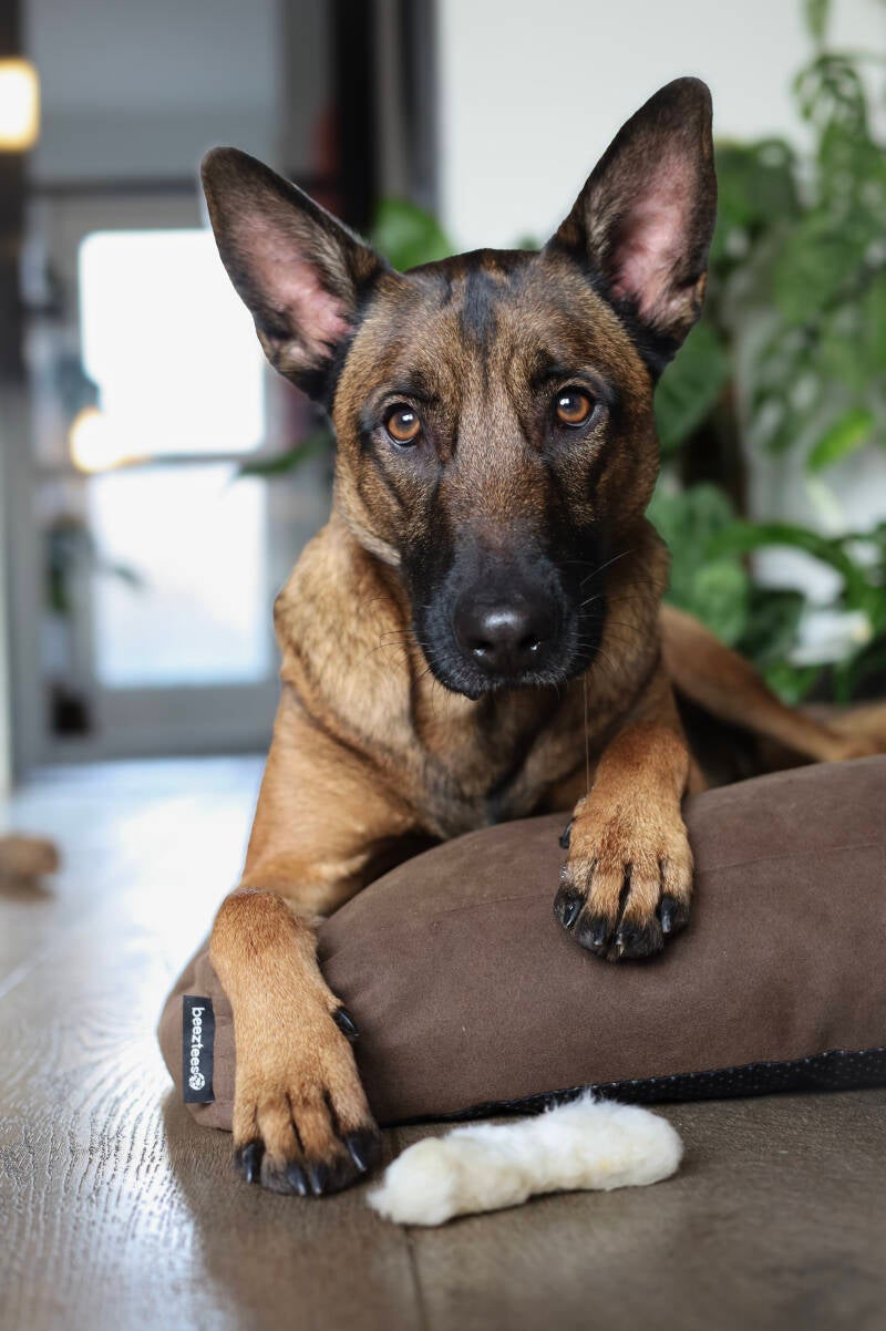 Konijnenpootjes met vacht