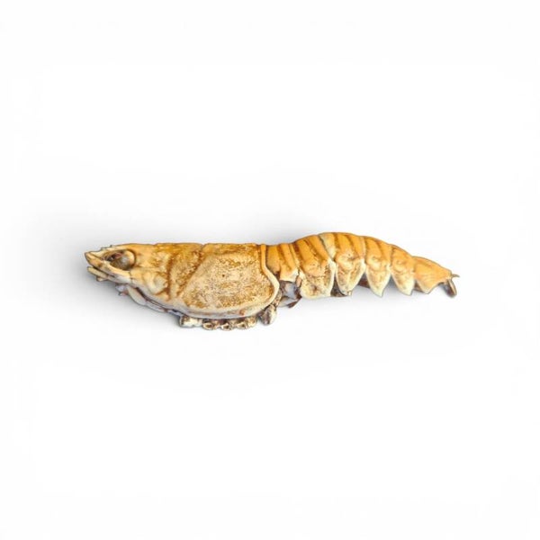 Gedroogde kreeft