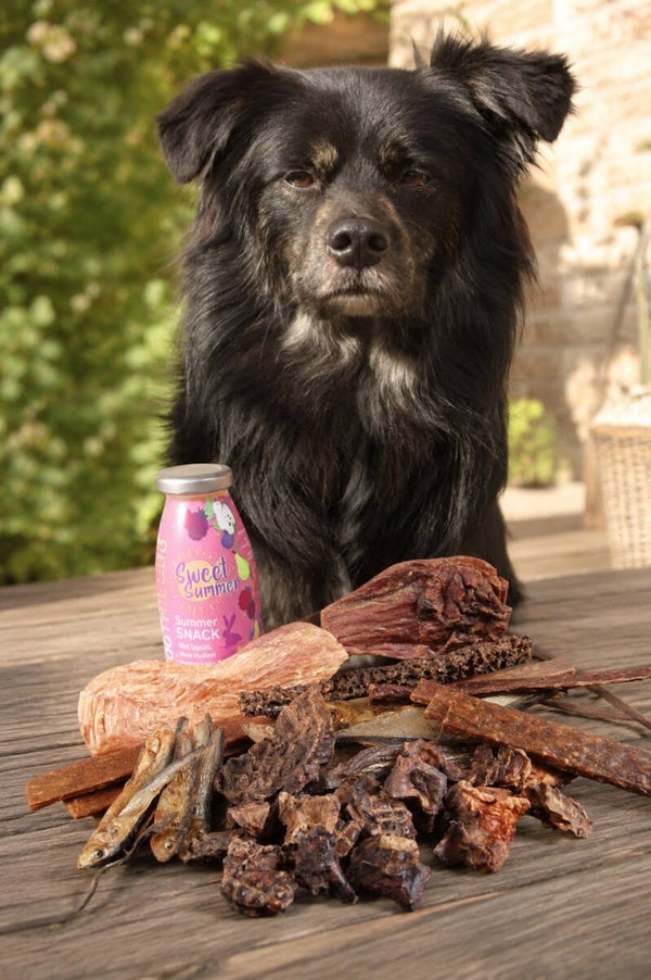 Snackbox Miko's lazy chew box - Kleine honden, senioren of jonge puppy's
