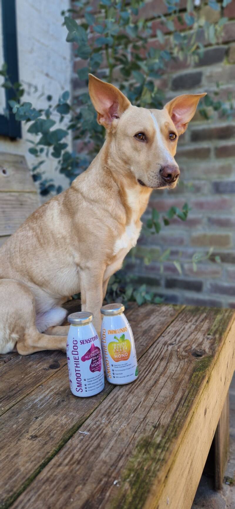 Smoothiedog hond hydratatie