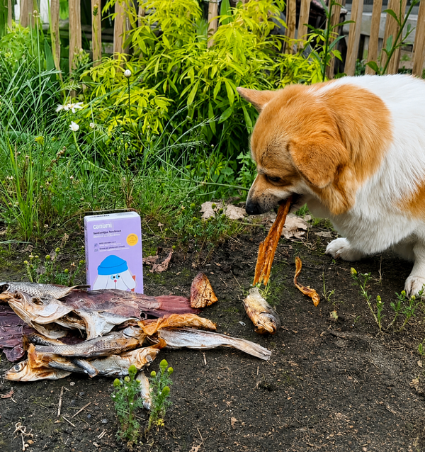 Zlata's catch of the day box - vissnackbox voor honden