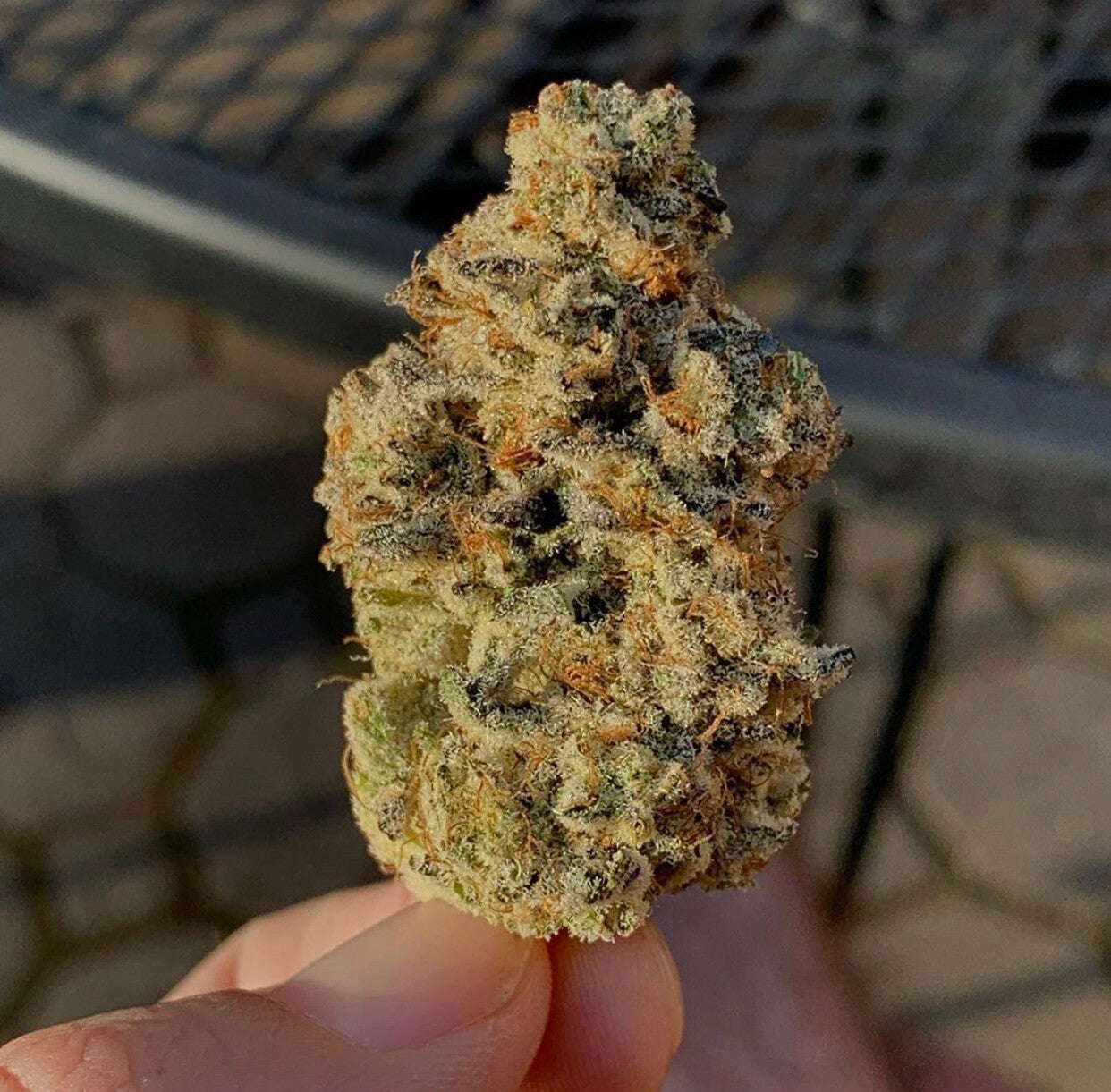 Country Club fig Farm