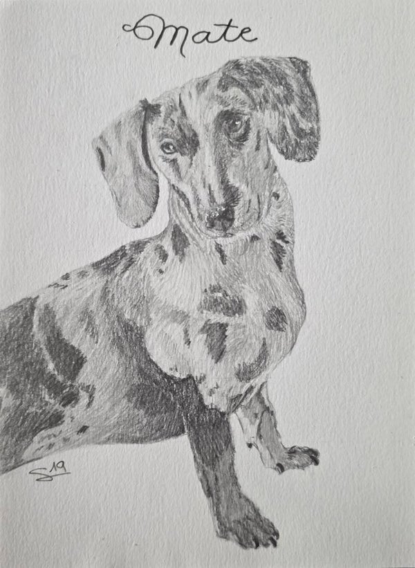 Retrato Mini Realista de Mascota a Grafito individual (edición verano 2026)