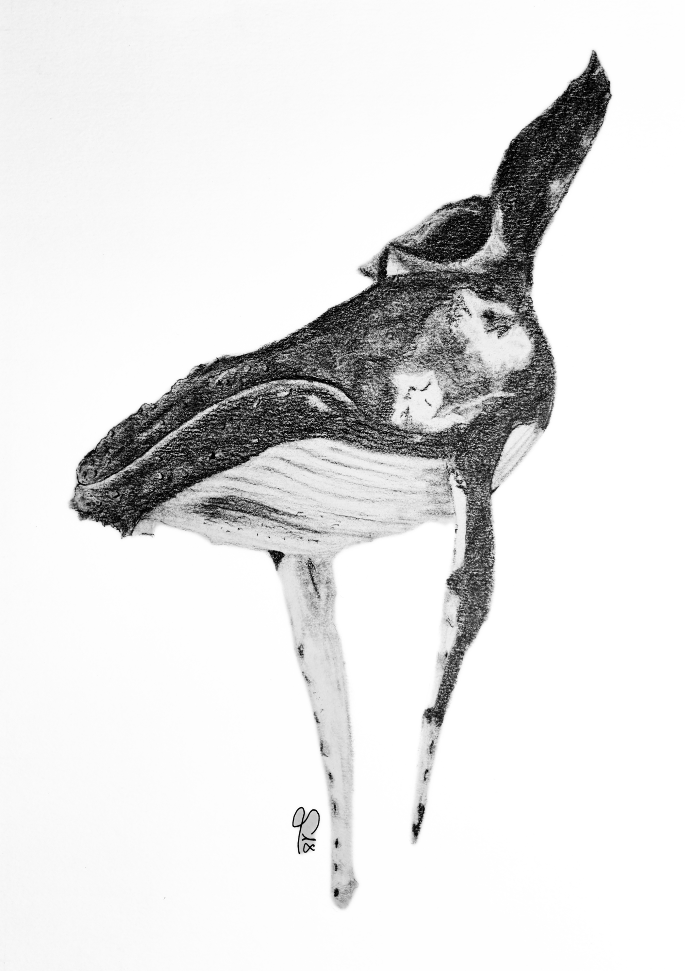 Ballena a Grafito realista ORIGINAL