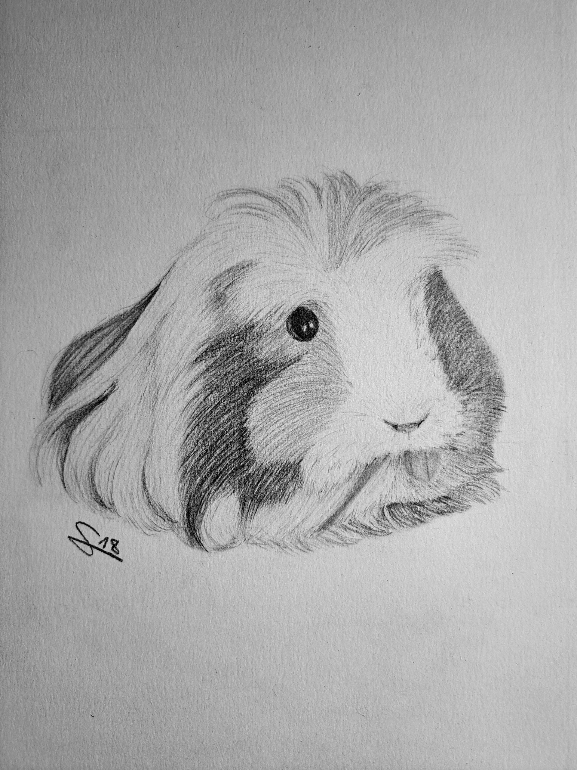 cobaya-simba-standard-2tn6wh.jpg