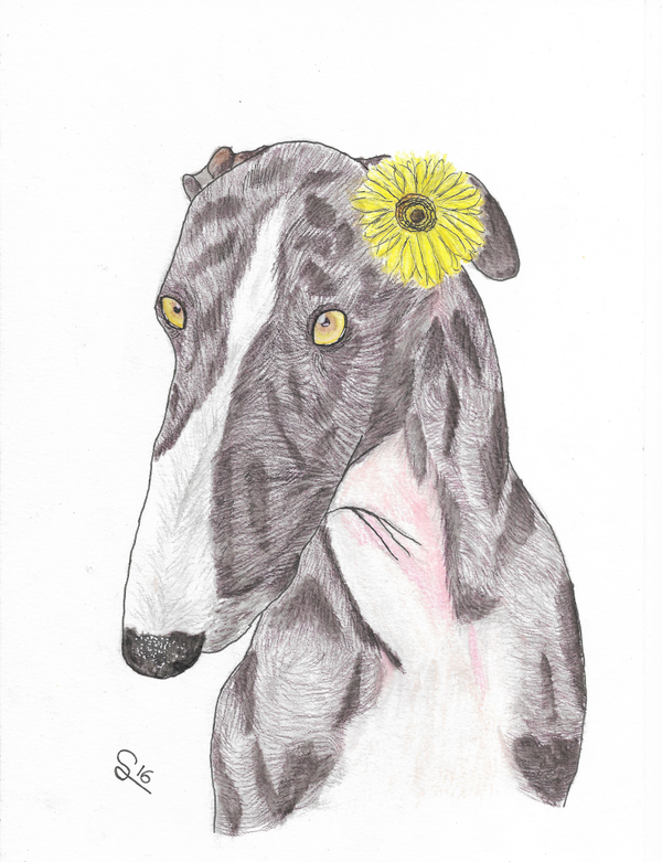 Print galgo