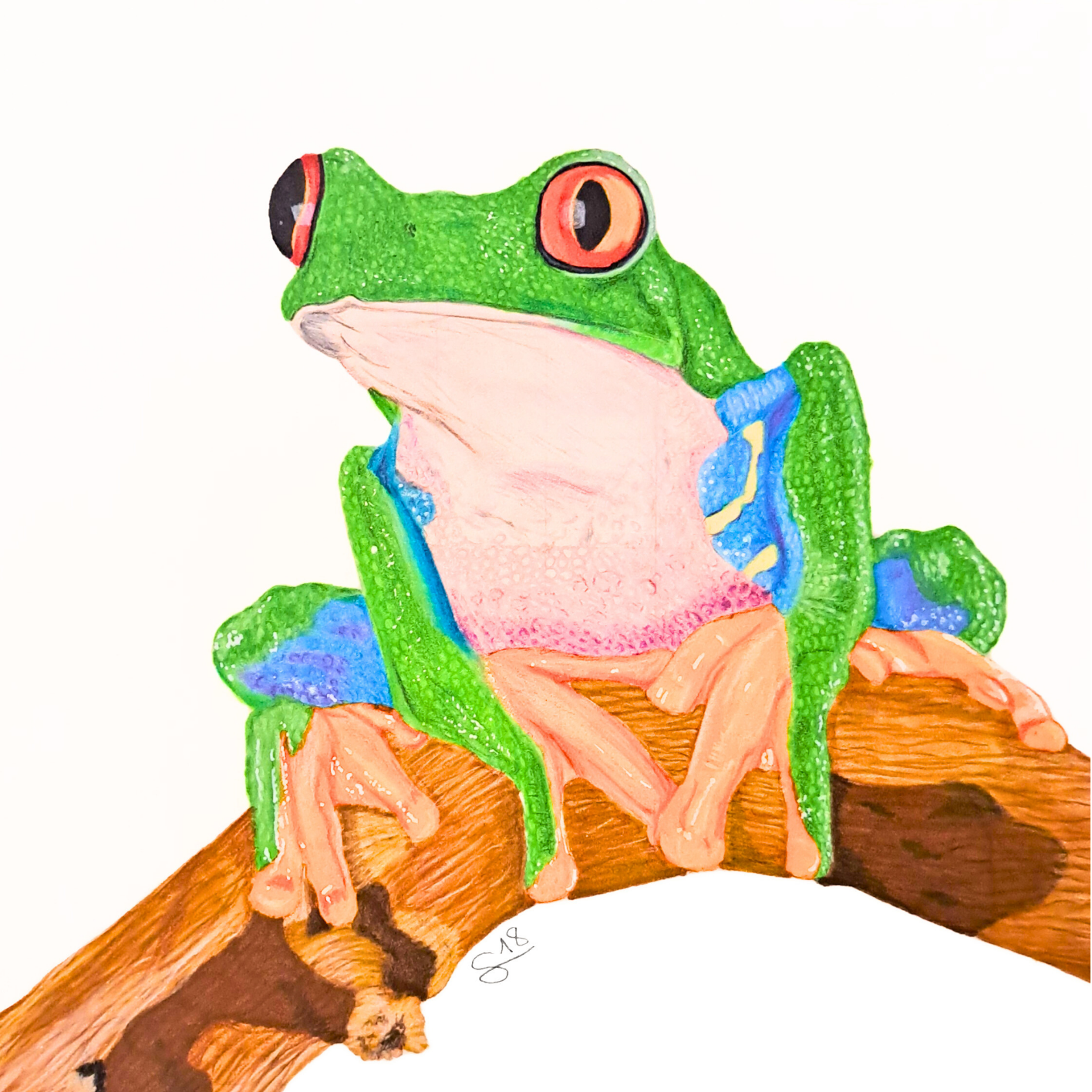 Rana Arborícola realista a color ORIGINAL