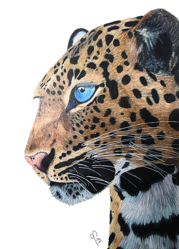 Leopardo a color ORIGINAL
