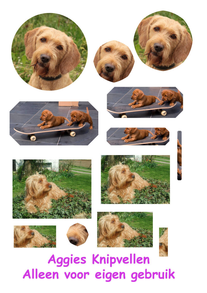 Basset Fauve de Bretagne