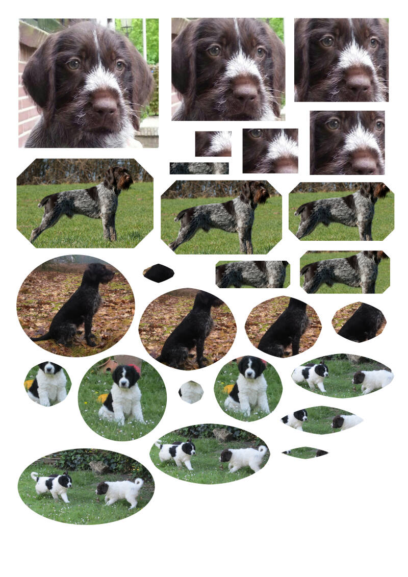 Duitse Staande Draadhaar