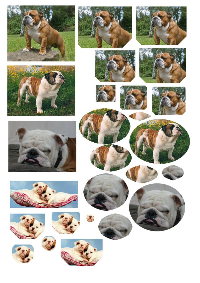 Engelse Bulldog