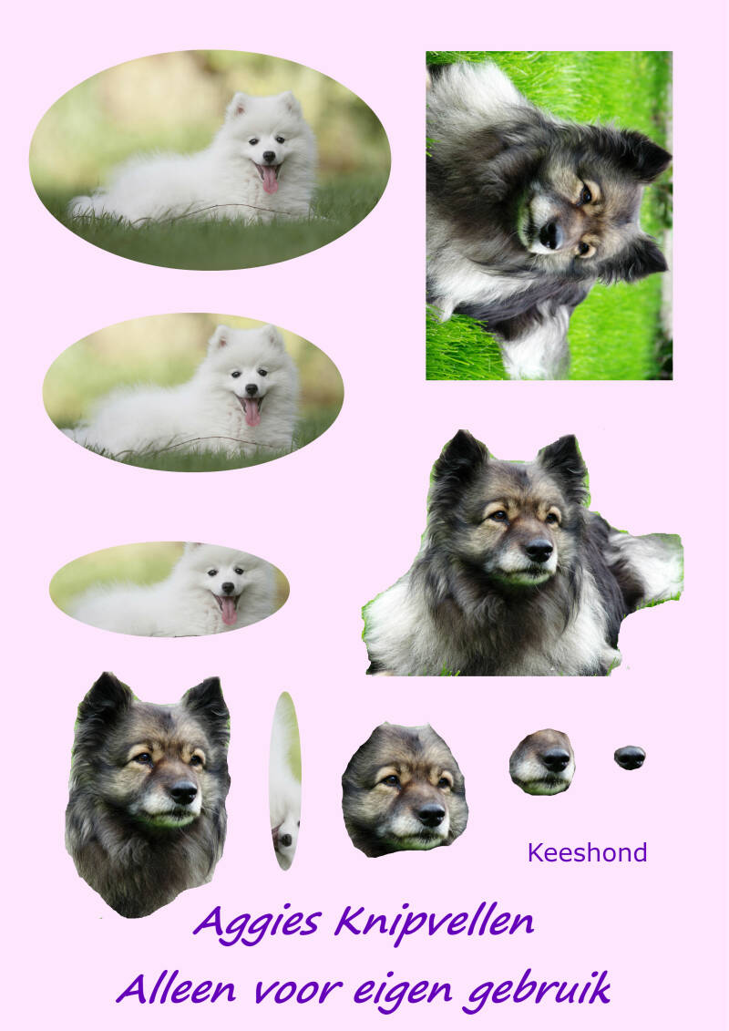 Keeshond