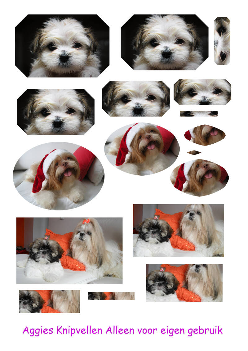 Shih Tzu