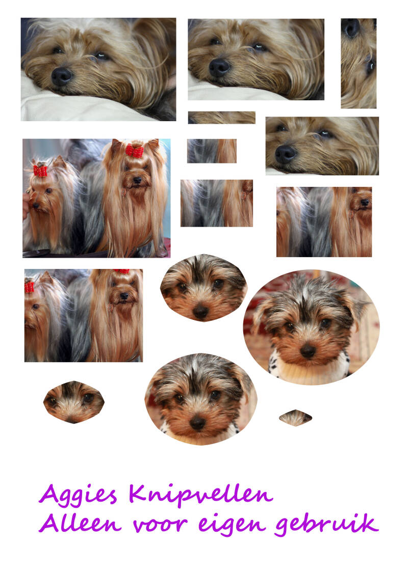 Yorkshire terrier 2