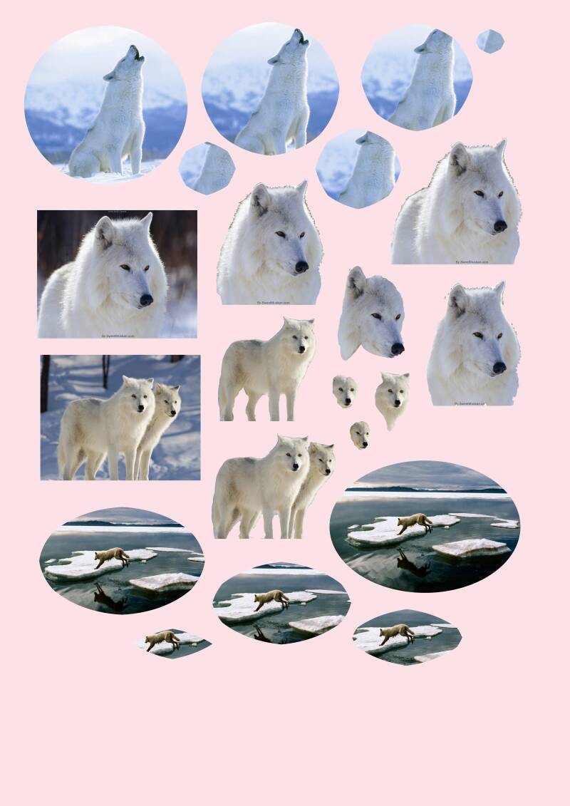 Arctic Wolf