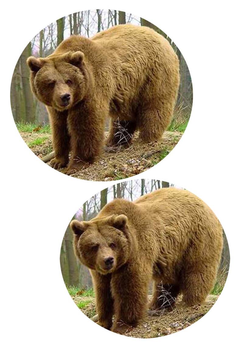 Bruine beer groot deel 1