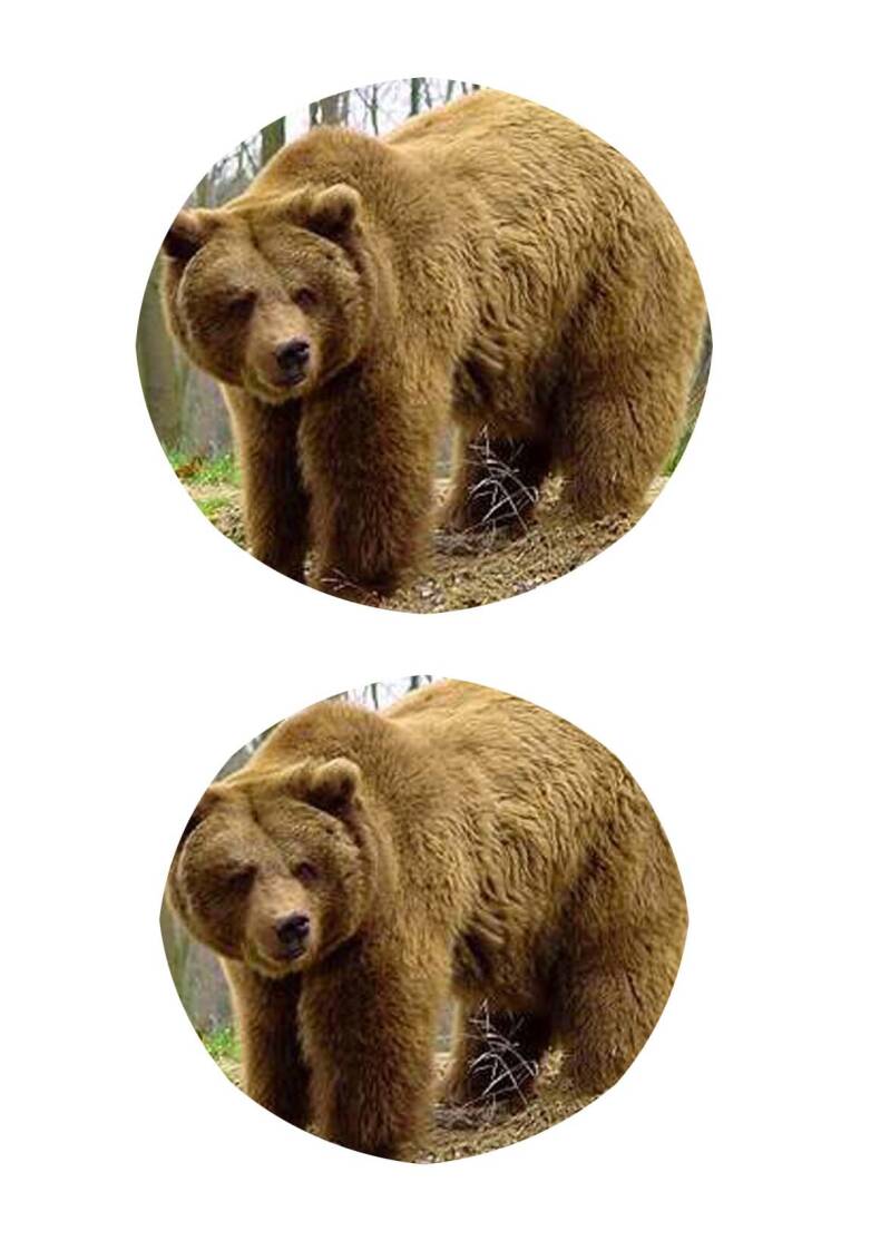 Bruine beer groot deel 2