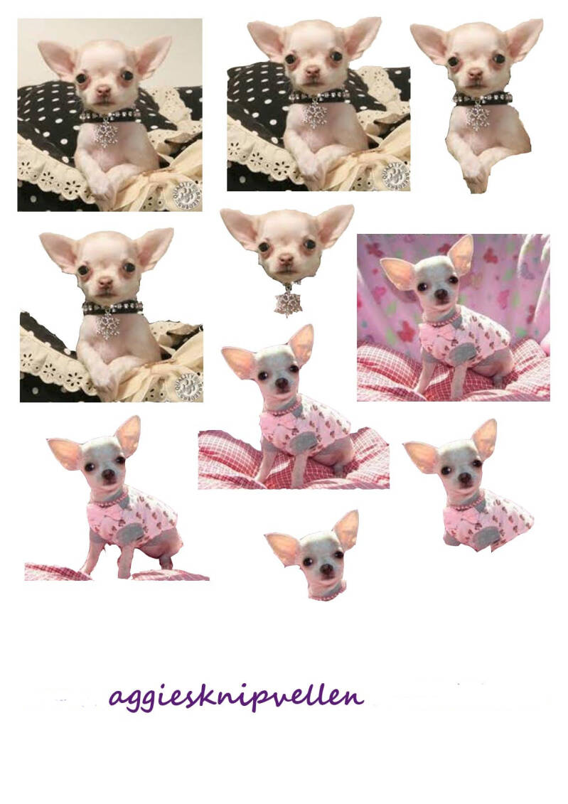 Chihuahua's 1