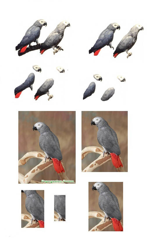 Grijze roodstraat papegaai