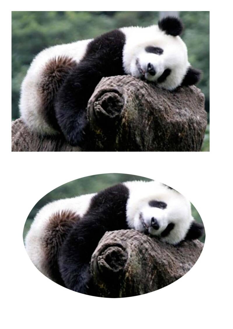 Pandabeer groot deel 1