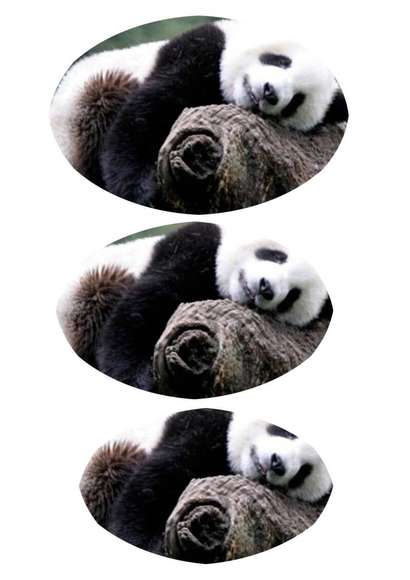 Pandabeer groot deel 2