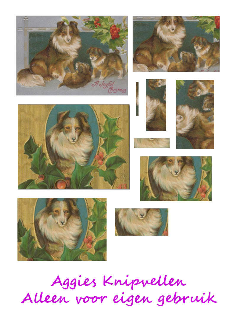 Schotse collie, Sheltie 1